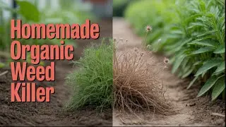 How to Make Homemade Organic Weed Killer