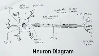 How to Draw Neuron Diagram Easily With Label / Neuron Drawing Easy Method