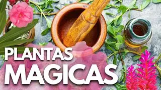 Plantas medicinales venenosas y m&aacute;gicas, Cola de caballo, Rompepiedras, Equisetum, Bele&ntilde;o,estramonio