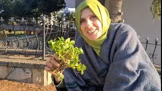 Güzel Manzaralı Bir Bahçeye Çiçek Diktik