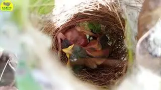 A SHORT STORY ABOUT ASHY PRINIA BIRD 🐦