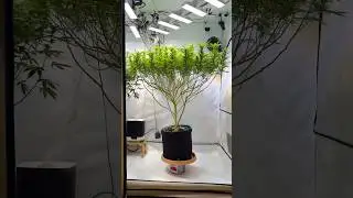 1.20&times;2.40 Tent &ndash; Pineapple Chunk Glow-Up 😳 Post-Lollipop Mid Flower