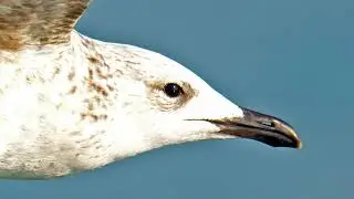 Birds in Flight 8K Video Quality