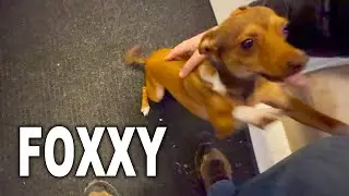 We Get to See Foxxy and Taking Mom to the Doctors