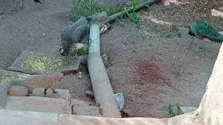 Beautiful Peacock 🦚 Peahen 🦆 Mangoos 🦔 bird's garden #amezing #video