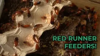 Setting Up Red Runner Roaches as Feeders