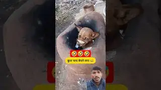 कुत्ता चाय बेच रहा है 🤣🤣 #comedy #funny #thetharpuns #shilpisaroja #aloopyazfunnyvideo #animals