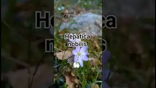 Hepatica nobilis - #flores #arte #nature