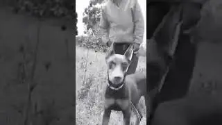 RED DOBERMAN