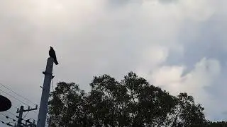 Trying to film Mr. Crow flying down from his pole. Not easy.