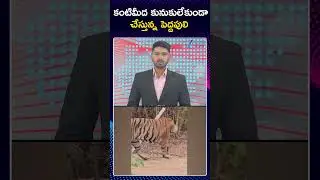Rajahmundry Tiger Operation Latest Update | కంటిమీద కునుకులేకుండా చేస్తున్న పెద్దపులి | ZEE News