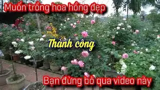Muốn trồng hoa hồng thành công bạn chỉ chỉ cần biết những điều này