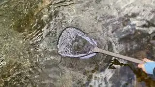 Catch and Release Trout Fishing North Carolina rivers (dog assisted)