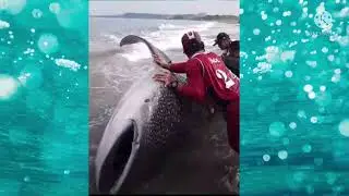 #sanjuanlaunion #curma How to bring #Butanding #shark back into the deep. || Mal Dita