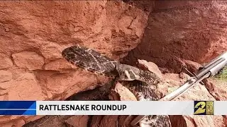 Rattlesnake Roundup