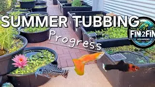 Summer Tubbing progress, over 30 Ponds, Hot Weather challenges and 1000's of Fry