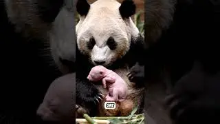 Why Pandas Are Bad At Surviving #shorts #panda #animalfacts #evolution #nature #science #shortvideo