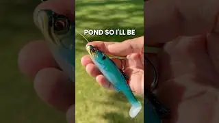 Searching for a 10-Pound Bass in the Neighborhood Pond #fishing