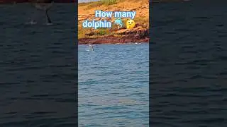 #dolphin  #nature  #life #trending #travel #shorts #shortsfeed #viral #love #2025 #song #india #sea