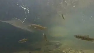 Fish enjoying downed woody debris from stream enhancement
