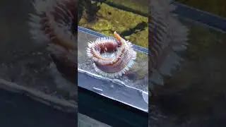 Колючий червяк в морском аквариуме Eurythoe complanata