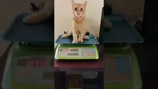 Cats body Weight 🤣 #trending #cat #kitty #funnyanimal #funny #kittycat #catvideos #shorts #catlover