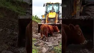 Cow Rescue from Mud | JCB Saves Cow Surrounded by Snakes