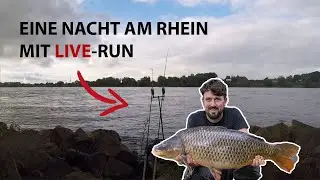 Karpfenangeln am Rhein #2 🎣 3 Karpfen in einer Nacht + LIVERUN!