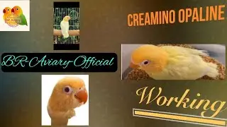 Creamino Opaline Working l Creamino Opaline Pairings l Basic knowledge of Creamino Opaline lovebirds