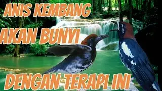terapi burung Anis kembang agar cepat bunyi || pancingan Anis kembang macet bunyi
