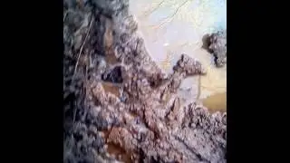 Болотная руда