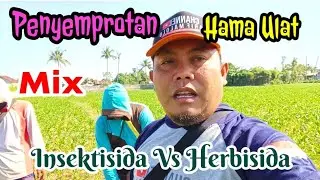 Insektisida Vs Herbisida Apa Boleh Di Campur Penyemprotan Ulat Jagung