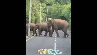 Group of Elephants Road Crossing..
