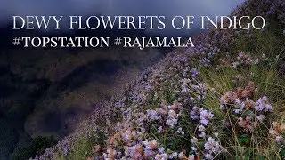 Dewy Flowers of Indigo #Topstation