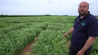 Walk the Plots - Touring the Trials at the Vining Pea Open Day 2024