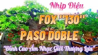 Nhịp Điệu FOX PASODOBLE Không Lời Đỉnh Cao | Nhạc FOX PASODOBLE Tuyển Chọn Hay Nhất | Organ Channel