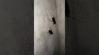Two Cockroaches Caught on Camera 😱 | Real Night Insects #Shorts #telapoka #arsola #shortsfeed #ipis