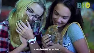 CBD for Cats
