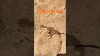 I think It&rsquo;s a crab #thinking #think #crab