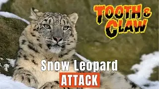 Snow Leopard Attack - The Ghost of the Mountains | Tooth & Claw Podcast