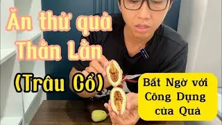 #33 Trái Cây Độc Lạ P11 - Quả Trâu Cổ ( Thằn Lằn ) | Bolong_garden | Tastes Ficus Pumila Fruit