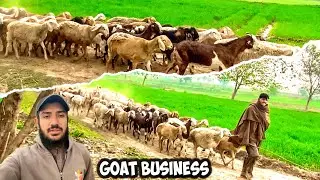 Goat business in pakistan pathan
