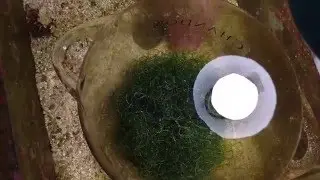 MacroAlgas no Sump