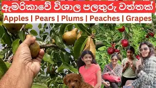 Apple Picking Fun at a USA Fruit Farm | Family Adventure 🍎