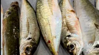 Fishing for yakkas (yellow tail) in the port hacking