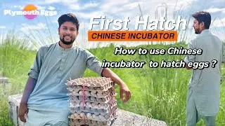 1st Hatch of Plymouth eggs in a Chinese incubator  &mdash;  How to use a Chinese incubator to hatch eggs ?