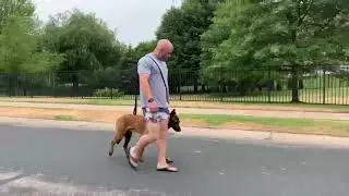 K9OL Training with Six - Heel