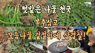 부추심고 텃밭에 모듬 들나물 뜯어 겉절이하고 삼겹살 구워먹고 나물 볶음밥까지