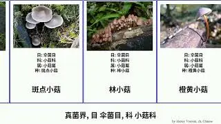 真菌界, 目 伞菌目, 科 小菇科 fungus Fuse 斑点小菇 橙黄小菇 黄色小菇 全紫小菇 叶生小菇 织纹小菇 干脐菇属 Agaricales 黄白小菇 黏柄小菇属 Straight
