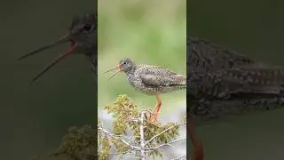 Mama Guarding her Babies | Scolopacidae bird family #birding #birdphotography #birds